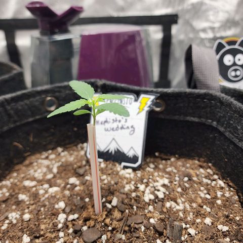 Mephisto's Wedding growlog timeline photo