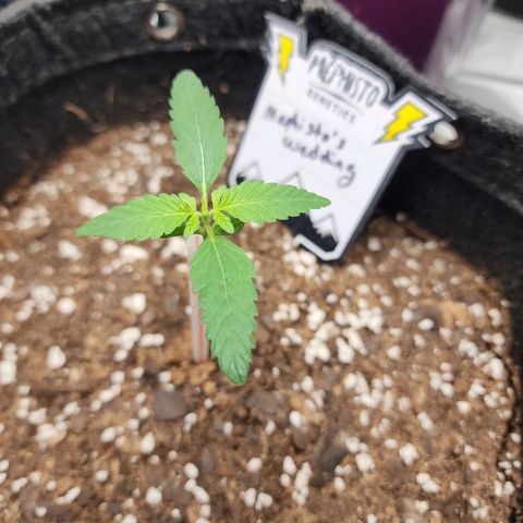 Mephisto's Wedding growlog timeline photo