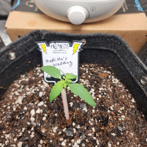 Mephisto's Wedding growlog timeline photo