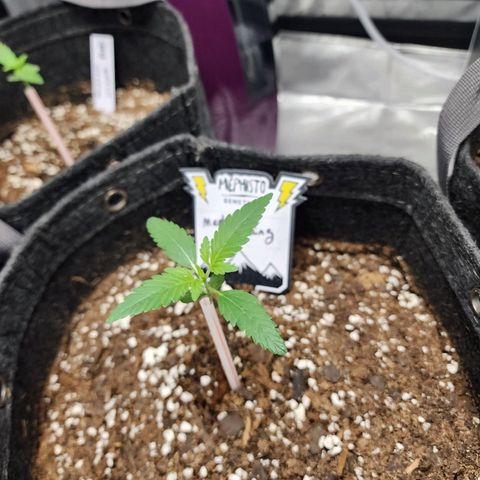 Mephisto's Wedding growlog timeline photo