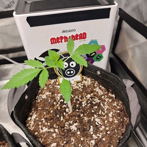 Mephisto Freebie growlog timeline photo