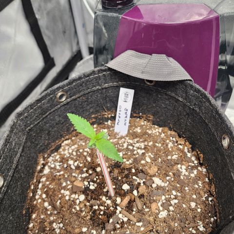 Double Grape growlog timeline photo
