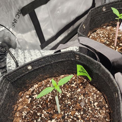 Sour Stomper growlog timeline photo