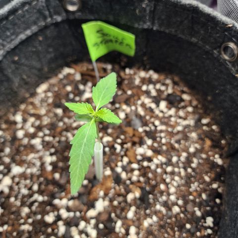 Sour Stomper growlog timeline photo