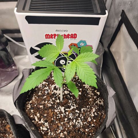 Mephisto Freebie growlog timeline photo