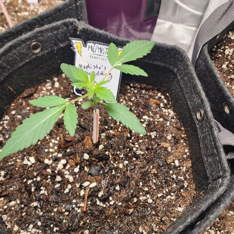 Mephisto's Wedding growlog timeline photo