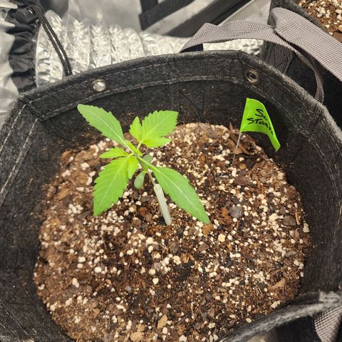 Sour Stomper growlog timeline photo