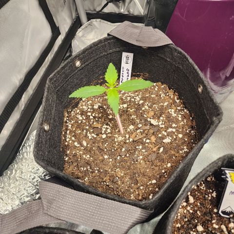 Double Grape growlog timeline photo