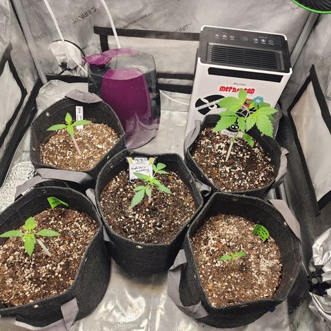 Mephisto Freebie growlog timeline photo