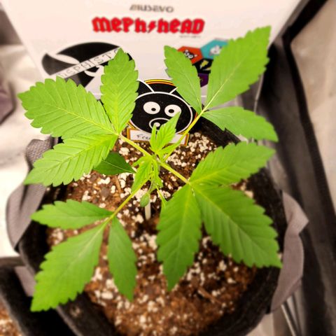 Mephisto Freebie growlog timeline photo