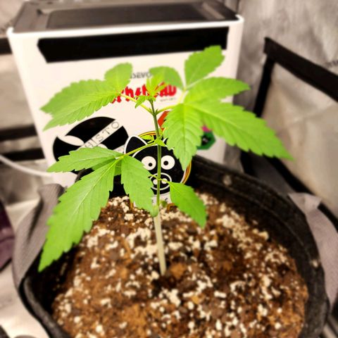 Mephisto Freebie growlog timeline photo