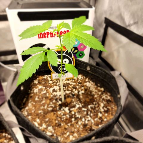 Mephisto Freebie growlog timeline photo