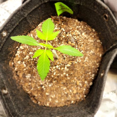 Sour Stomper growlog timeline photo