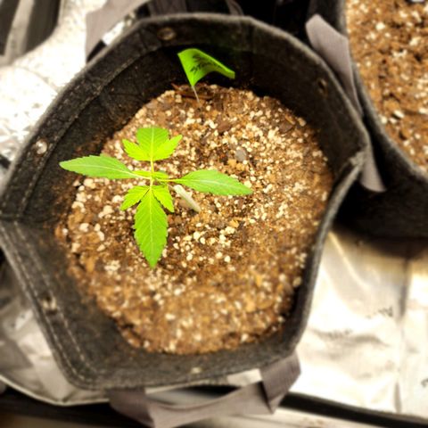 Sour Stomper growlog timeline photo