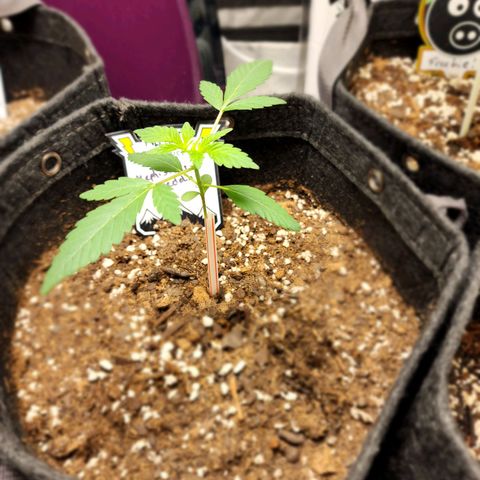 Mephisto's Wedding growlog timeline photo