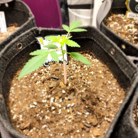 Mephisto's Wedding growlog timeline photo