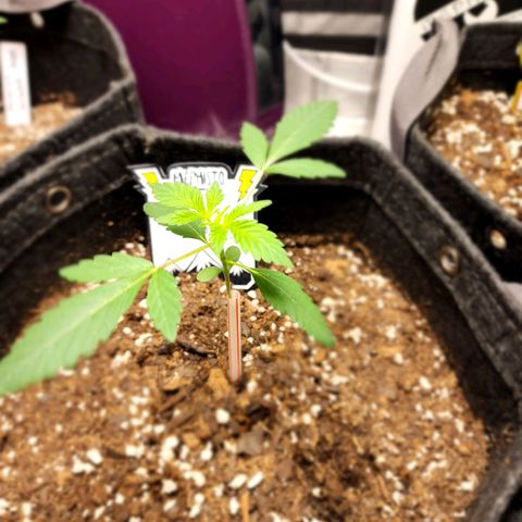 Mephisto's Wedding growlog timeline photo