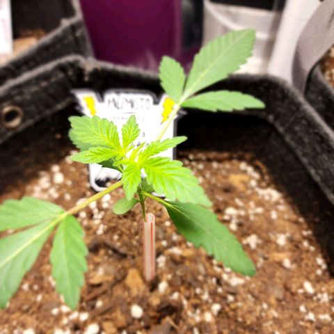 Mephisto's Wedding growlog timeline photo