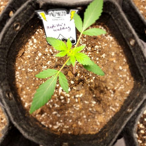 Mephisto's Wedding growlog timeline photo