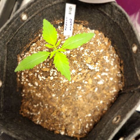 Double Grape growlog timeline photo