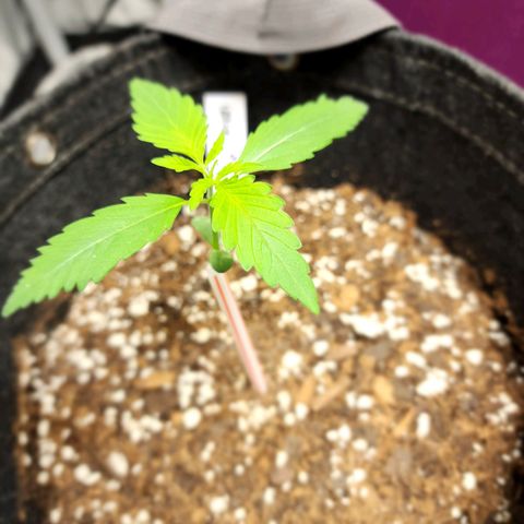 Double Grape growlog timeline photo