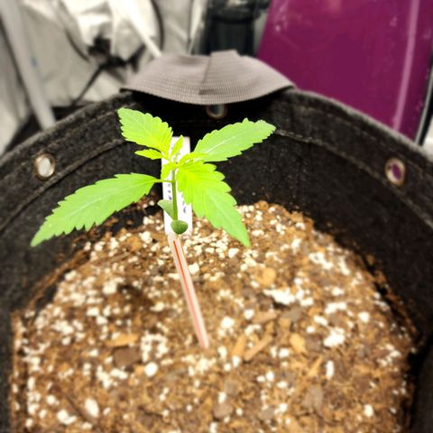 Double Grape growlog timeline photo