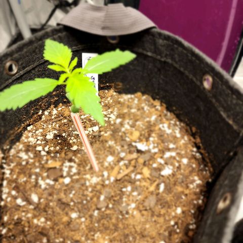 Double Grape growlog timeline photo