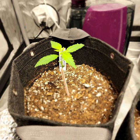 Double Grape growlog timeline photo