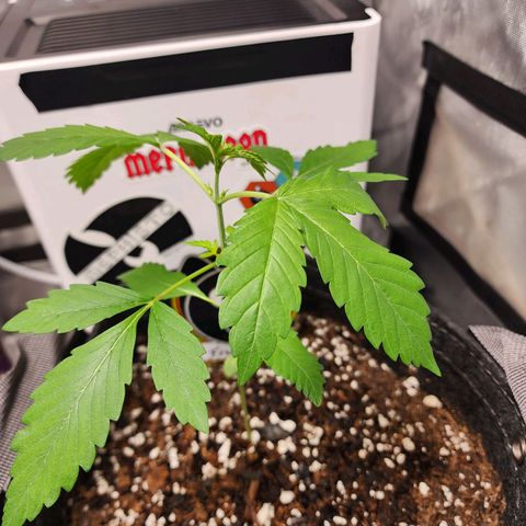 Mephisto Freebie growlog timeline photo