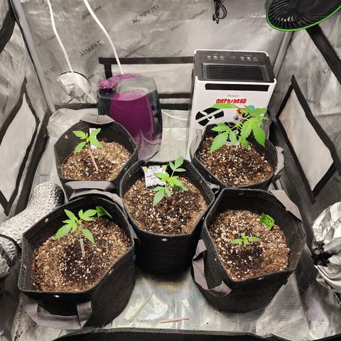 Mephisto Freebie growlog timeline photo