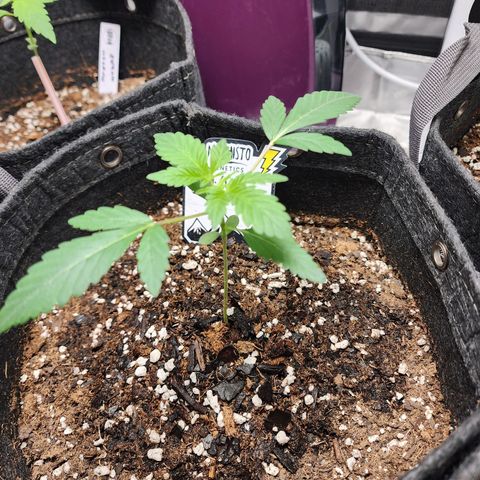 Mephisto's Wedding growlog timeline photo