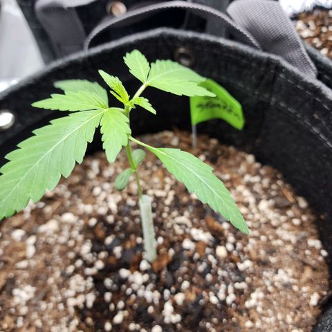 Sour Stomper growlog timeline photo