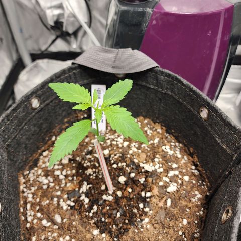Double Grape growlog timeline photo