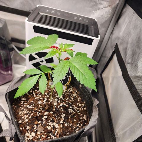 Mephisto Freebie growlog timeline photo