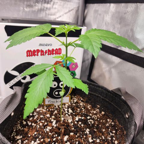 Mephisto Freebie growlog timeline photo