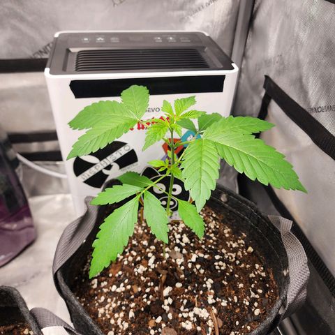 Mephisto Freebie growlog timeline photo