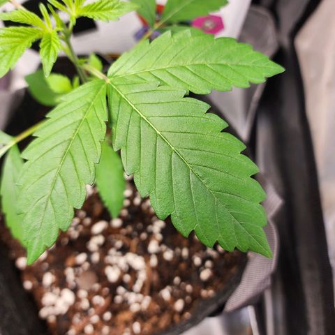 Mephisto Freebie growlog timeline photo