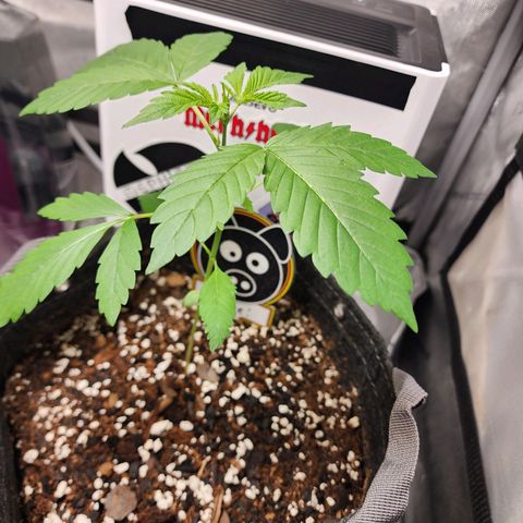 Mephisto Freebie growlog timeline photo