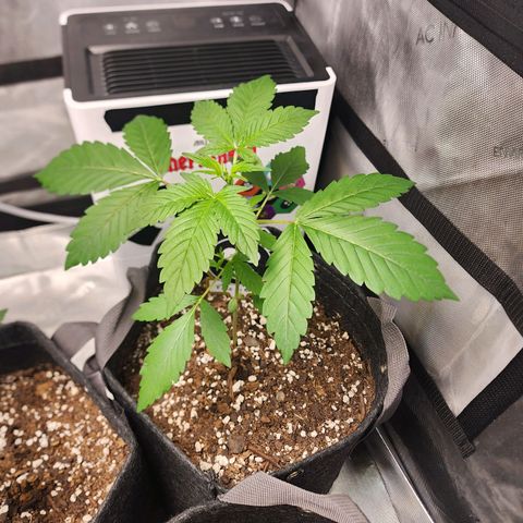 Mephisto Freebie growlog timeline photo