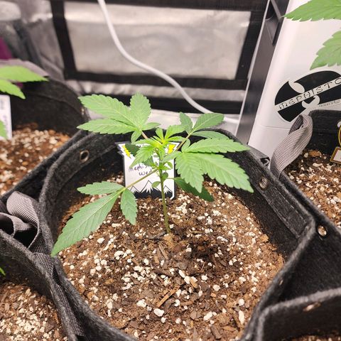Mephisto's Wedding growlog timeline photo