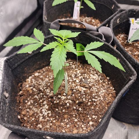 Sour Stomper growlog timeline photo