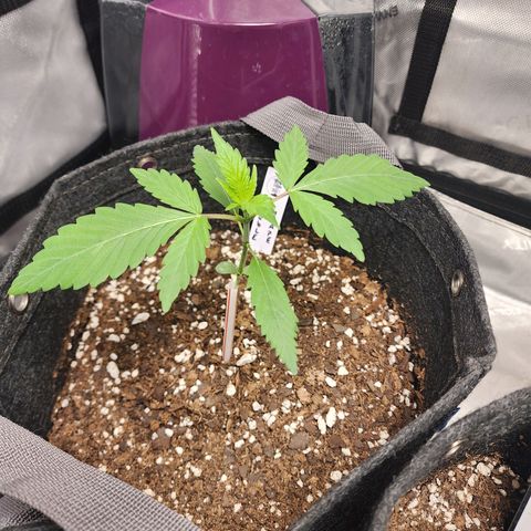 Double Grape growlog timeline photo