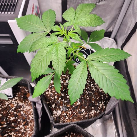 Mephisto Freebie growlog timeline photo