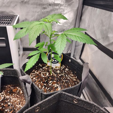 Mephisto Freebie growlog timeline photo