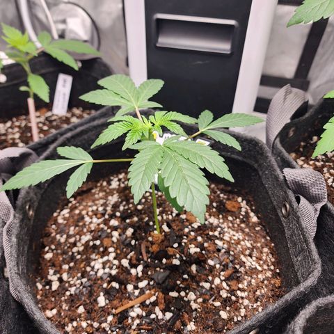 Mephisto's Wedding growlog timeline photo