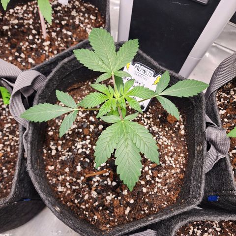 Mephisto's Wedding growlog timeline photo