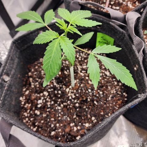 Sour Stomper growlog timeline photo