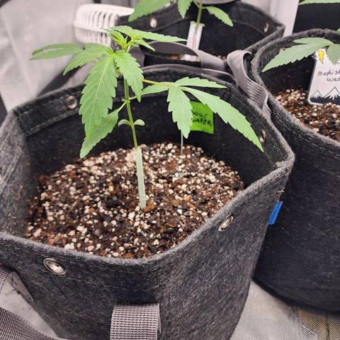 Sour Stomper growlog timeline photo