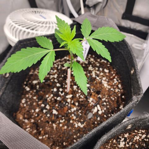 Double Grape growlog timeline photo