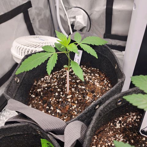 Double Grape growlog timeline photo